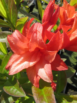 azalia-wielkokwiatowa-feuerkopfchen3.jpg