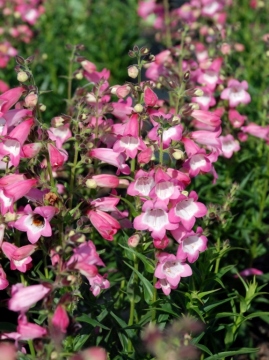 Penstemon 'Harlequin™ Pink'