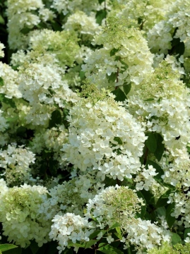 Hortensja bukietowa 'Grandiflora' - początkowa faza kwitnienia