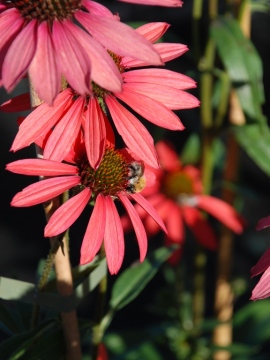 Jeżówka 'Glowing Dream'