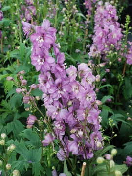 Ostróżka PACIFIC 'Astolat'