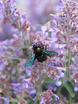 Kocimiętka Fassena 'Junior Walker'