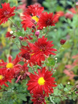 Złocień 'Duchess of Edinburgh'