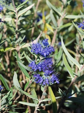 Barbula klandońska 'Kew Blue'