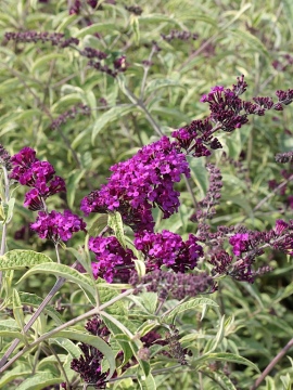 budleja-harlequin0.jpg