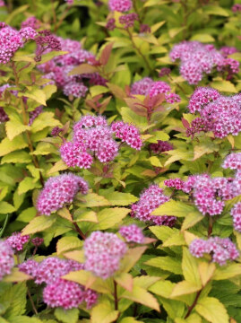 Tawuła japońska 'Walbuma' MAGIC CARPET