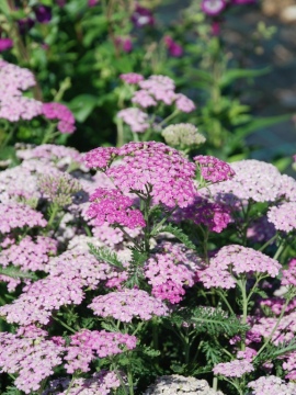 Krwawnik pospolity 'Pretty Belinda'