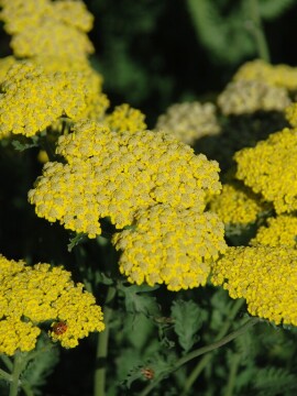 Krwawnik pospolity 'Sassy Summer Lemon'