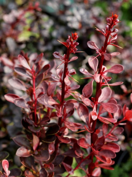  Berberys Thunberga 'Atropurpurea'