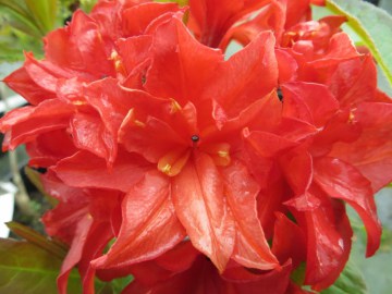  Azalia wielkokwiatowa 'Feuerkopfchen'