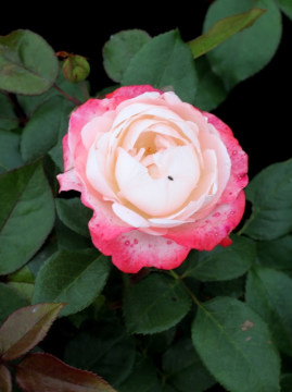 Róża wielkokwiatowa 'Nostalgie' PBR