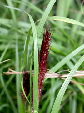 Rozplenica japońska 'Moudry' 