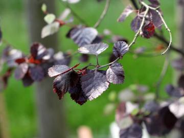 Brzoza omszona 'Rubra' - liście