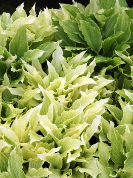Funkia 'White Feather'