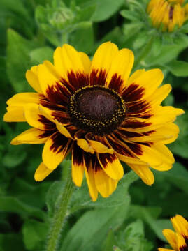 Rudbekia SmileyZ™ Giggling 