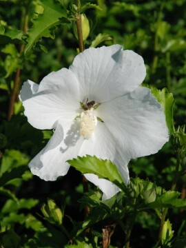 ketmia_flower_power_white5.jpg