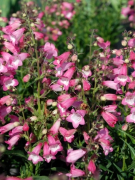 Penstemon 'Harlequin™ Pink'