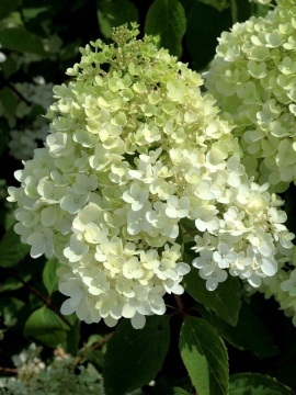 Hortensja bukietowa 'Grandiflora' - początkowa faza kwitnienia