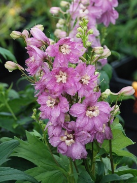 Ostróżka PACIFIC 'Astolat'