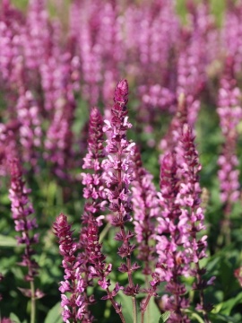 Szałwia omszona 'Caradonna Pink'