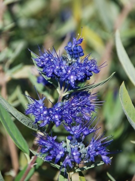 Barbula klandońska 'Kew Blue'