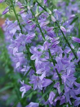 Dzwonek szerokolistny 'Gaudi Violet'