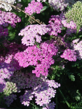 Krwawnik pospolity 'Pretty Belinda'