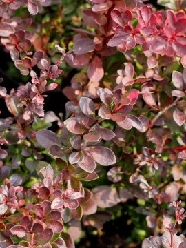  Berberys Thunberga 'Atropurpurea'