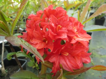  Azalia wielkokwiatowa 'Feuerkopfchen'