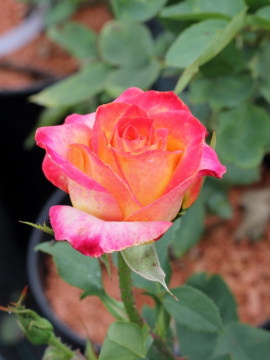 Róża wielkokwiatowa 'Alinka'