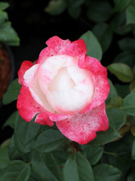 Róża wielkokwiatowa 'Nostalgie' PBR