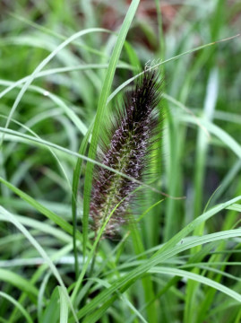 Rozplenica japońska 'Moudry'