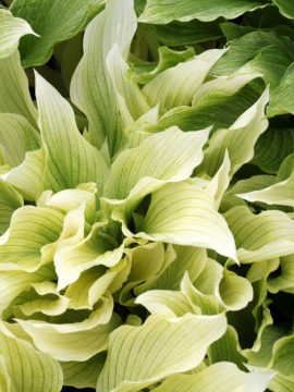 Funkia 'White Feather'