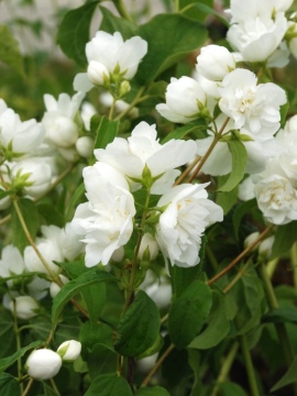 jasminowiec-bouquet-blanc_12.jpg