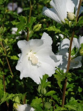 Ketmia syryjska 'Flower Tower White' PBR