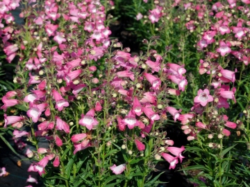 Penstemon 'Harlequin™ Pink'