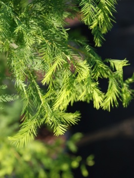 Cypryśnik błotny SHAWNEE BRAVE 'Mickelson'