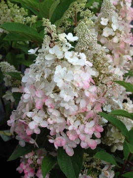 Hortensja bukietowa 'PINKY WINKY 'Dvppinky'  PBR