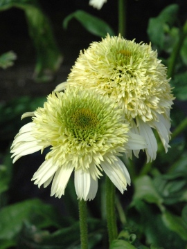 Jeżówka 'Honeydew'