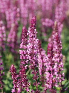 Szałwia omszona 'Caradonna Pink'