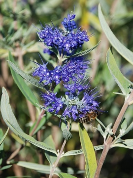 Barbula klandońska 'Kew Blue'