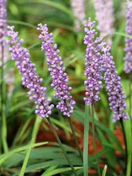 liriope-ingwersen.jpg