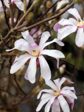 Magnolia gwiaździsta 'Rosea'
