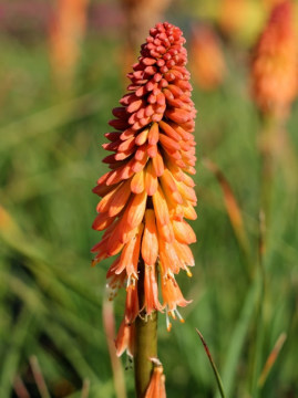 Trytoma 'Creamsicle'