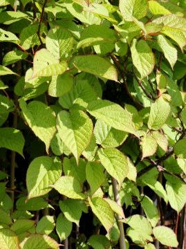 Aktinidia pstrolistna 'Sentyabraskaya'