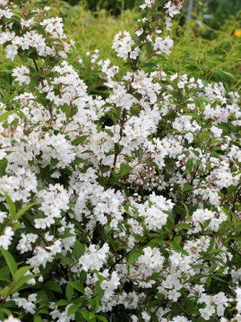 zylistek-rozowy-campanulata2.jpg