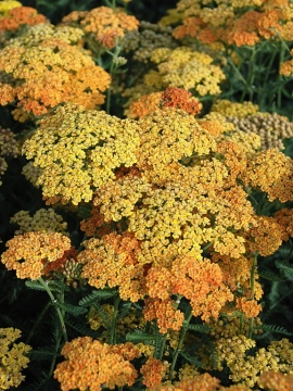 Krwawnik pospolity 'Terracotta'