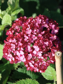 Hortensja drzewiasta BellaRagazza ® 'Mauvette'