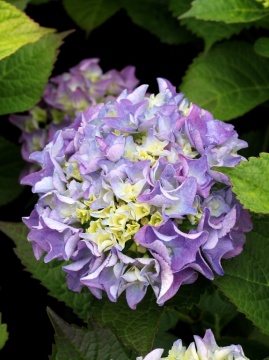 Hortensja ogrodowa 'Early Blue'