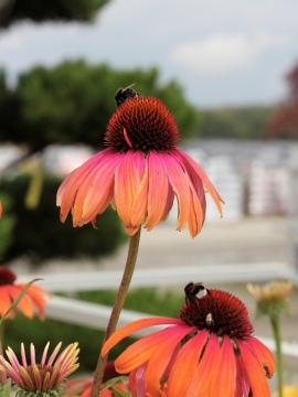 Jeżówka 'Rainbow Marcella'